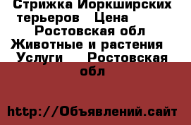 Стрижка Йоркширских терьеров › Цена ­ 600 - Ростовская обл. Животные и растения » Услуги   . Ростовская обл.